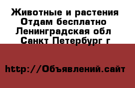 Животные и растения Отдам бесплатно. Ленинградская обл.,Санкт-Петербург г.